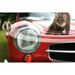 BAUHAUS Swissinno Marderstop Kfz 12 V -Auto-Ausstattung Verkäufe 12 162